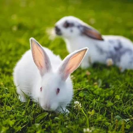 Üdülőközpont Oravsky Haj Garden &