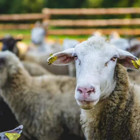 Oravsky Haj Garden & 4* Trsztena